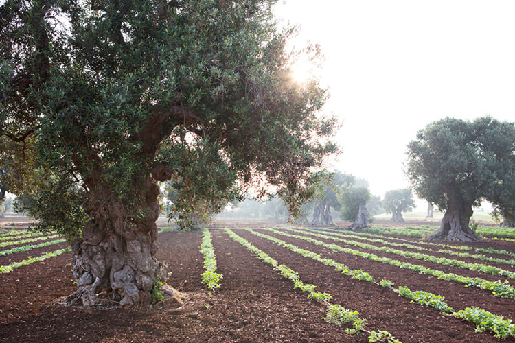 In/Out - OUT/ABOUT: Hotel Masseria Cimino