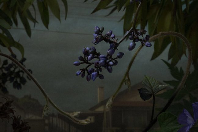 In/Out - OUT/ABOUT: Botanical Inquiry by Daniel Shipp