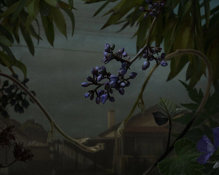 In/Out - OUT/ABOUT: Botanical Inquiry by Daniel Shipp