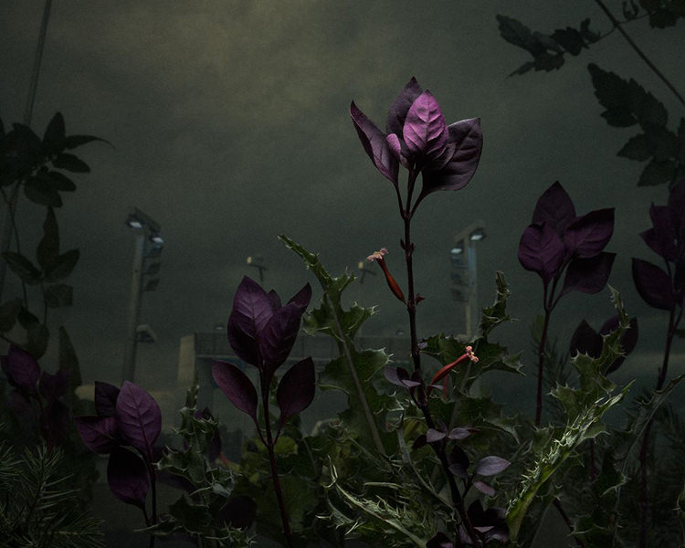 In/Out - OUT/ABOUT: Botanical Inquiry by Daniel Shipp