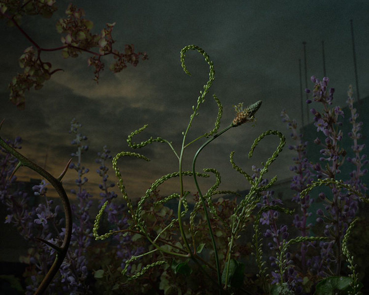In/Out - OUT/ABOUT: Botanical Inquiry by Daniel Shipp