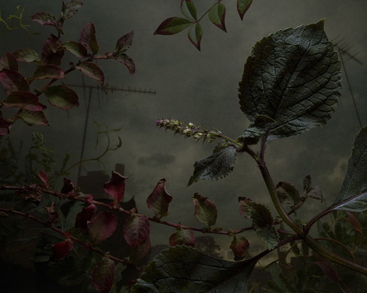In/Out - OUT/ABOUT: Botanical Inquiry by Daniel Shipp