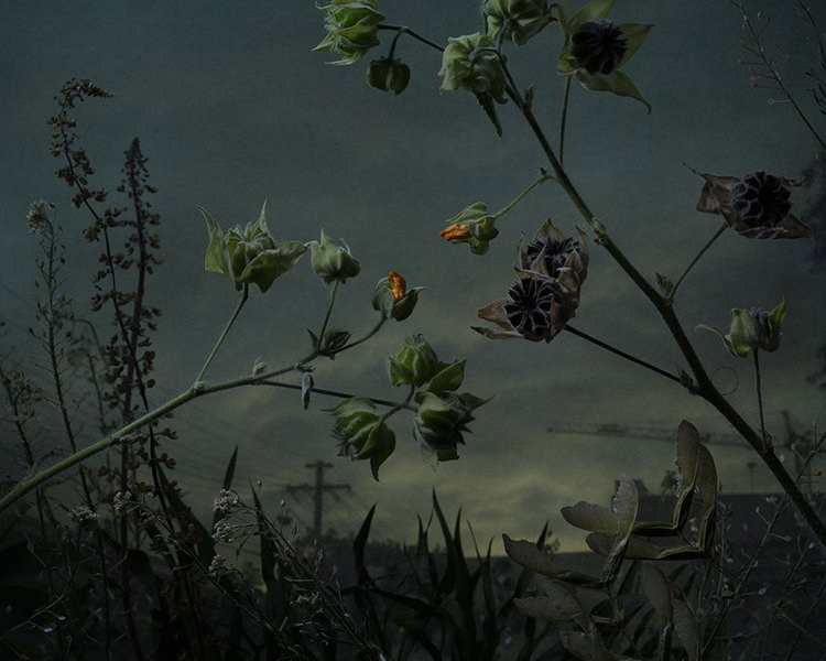 In/Out - OUT/ABOUT: Botanical Inquiry by Daniel Shipp