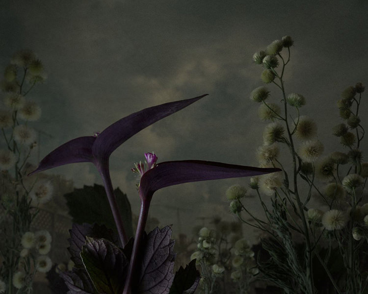 In/Out - OUT/ABOUT: Botanical Inquiry by Daniel Shipp
