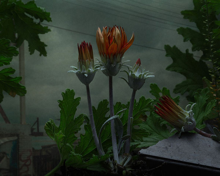 In/Out - OUT/ABOUT: Botanical Inquiry by Daniel Shipp