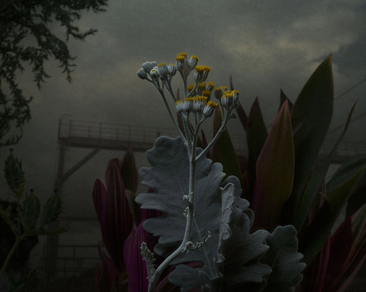 In/Out - OUT/ABOUT: Botanical Inquiry by Daniel Shipp