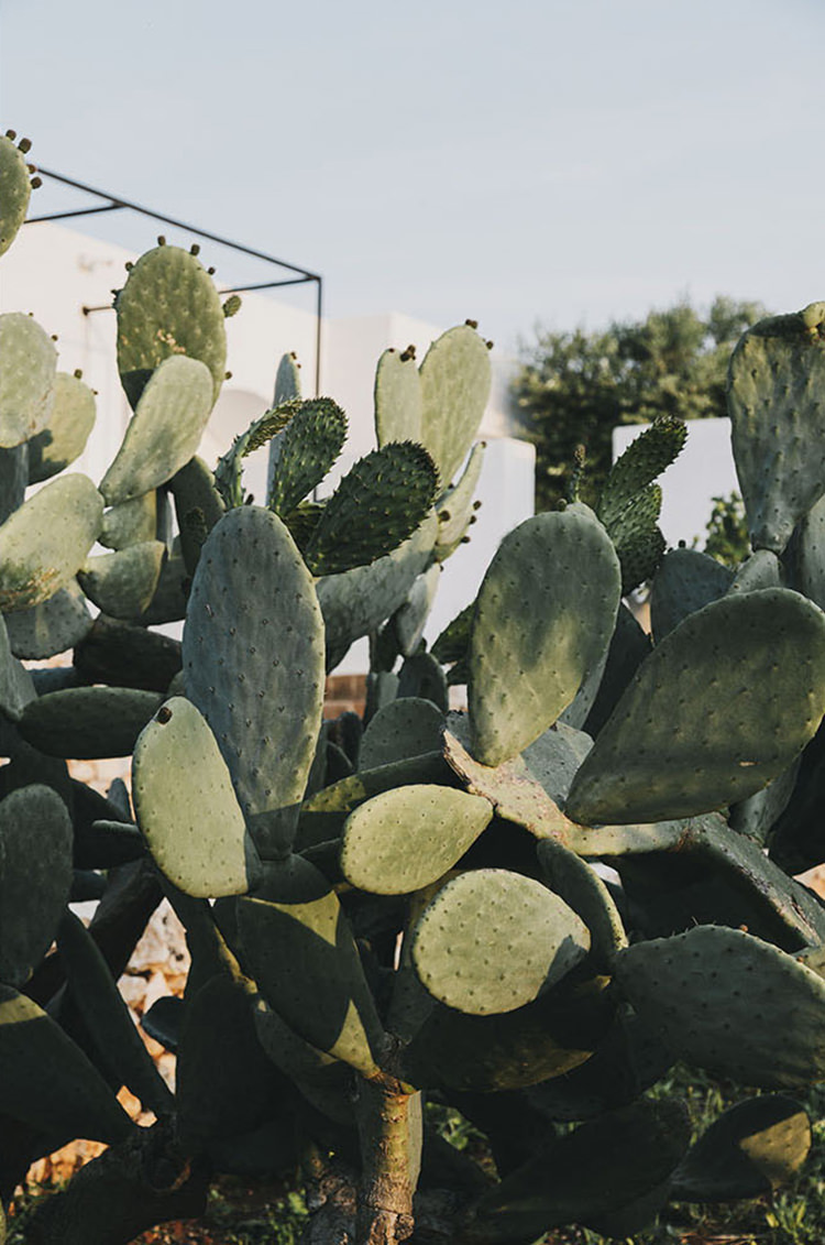 In/Out:Masseria Moroseta Puglia_26