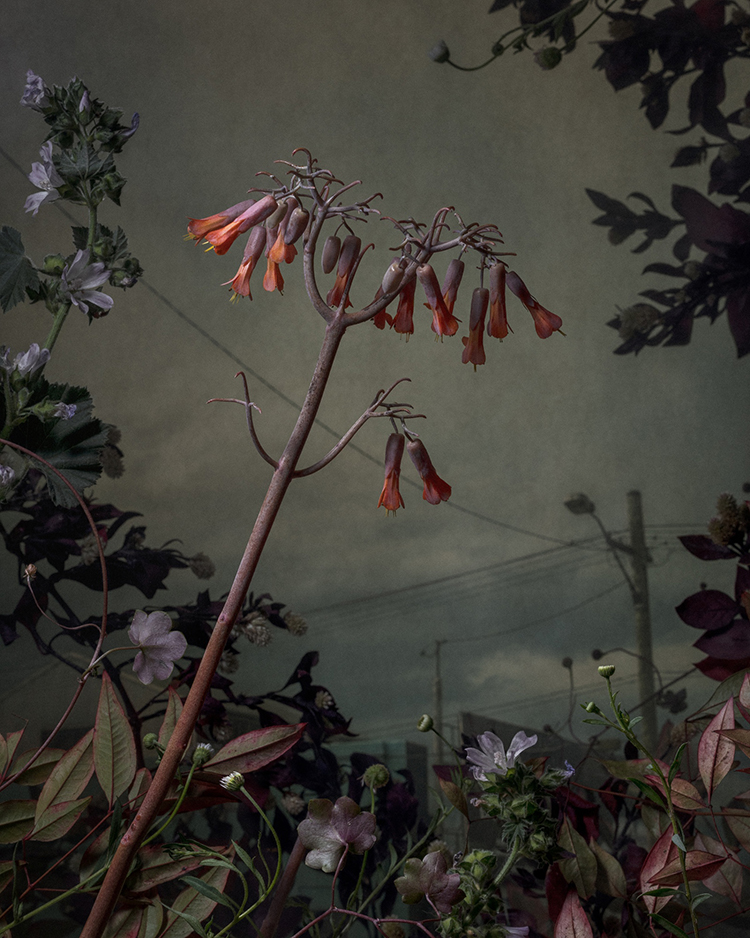In/Out:Danielshipp